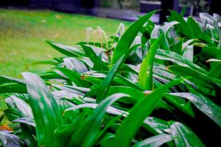 Elite Black Villa - 6