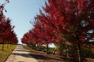 Cantina dei 5 Sogni - 4