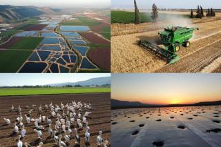 גרוסמן Grossman - 6