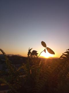 Arvore da Vida Pousada - 9