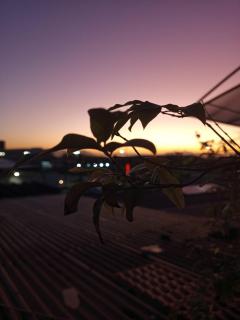 Arvore da Vida Pousada - 7