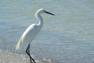 Beachfront condo with views of beach and spacious pool - 6