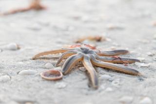 Beachfront condo with views of beach and spacious pool - 4