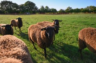 Green&Tiny Spot Rehburg an der Schafweide - Sleep Space 2 - 7