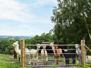 Alpaca Hideaway - Uk35188 - 6