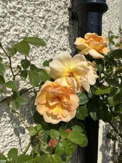 The Farmhouse at Solsgirth Home Farm - 5