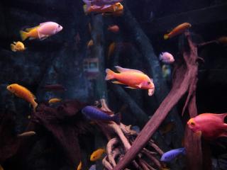 Holiday Home Dingle Bay View - TR2 by Interhome - 5