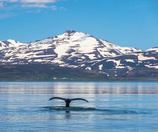 Bryggjan Boutique Hotel - 4