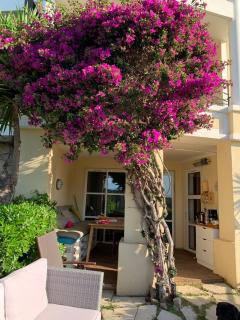 Pierre&vacances Cap Estérel centre vue Mer - jardin clos et Terrasse - 6