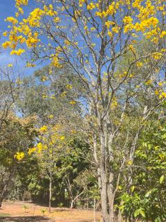 Chale Blue Lodge - 1