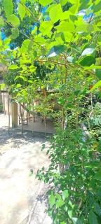 Nature and Comfort in Rio - 7