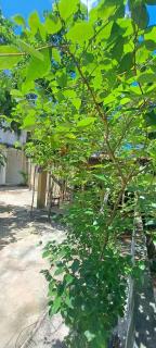 Nature and Comfort in Rio - 8