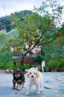 Tam Coc Kamili Bungalow & Homestay - 4