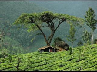 Munnar Wood valley - 1