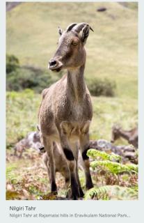 Munnar Wood valley - 8