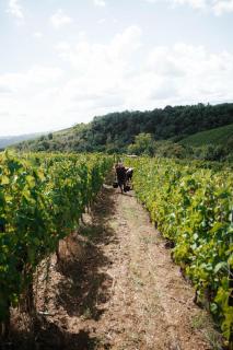 Gîte Clusel-Roch 6 personnes au cœur des Côte-Rôtie - 9