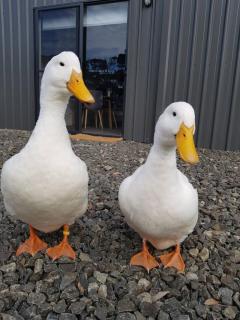 The Duck House Rural and close to main town - 1