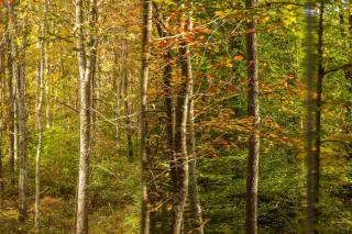 Flora Mirror Cabin Romantic Getaway - 8