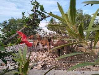 Art Virgin House - 8