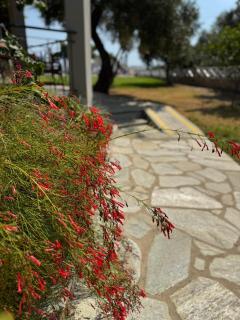 Azzurro - Skiathos - 2