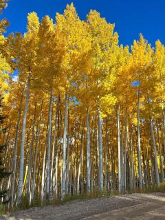 Beaver Creek 2 Bed 2 Bath Condo 1 MIN Walk to Elk Lot - 6