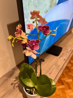 1 Bedroom Penthouse Condo Near Airport NAIA - 7