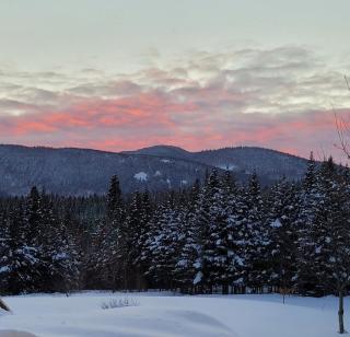 Coin cosy dans les bois - 7