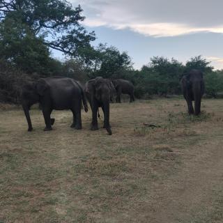 safari udawalawa - 9