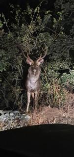 Corbett Malbagadh - 4