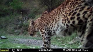 Corbett Malbagadh - 3