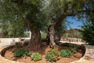 Villa Appia by Apulia Hospitality - 2