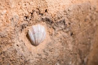 I Ruderi di Santa Maria del Buon Consiglio - 1