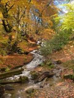 Primrose cottage - Upper cwmbran - 6