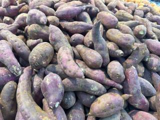 Hoa Hồng 301MD - 7