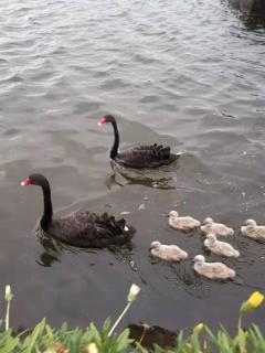 Spacious waterfront home with pontoon, pool, BBQ - 1