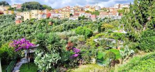 Little Romantic Pitelli - 7