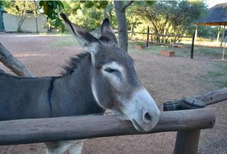 Kudusdrift Farmstay - 5