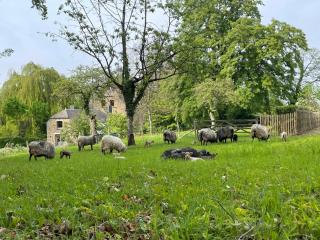 Gite grand jardin nature Ardenne Luxembourg - 8