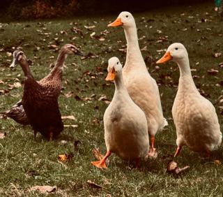 B&B Bad Tiefenau, HAUS AN DER QUELLE - 7