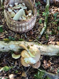 Charmant gîte à 3km du Lac de Pannecière - 5