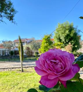 Casas Campo Cimo da Quinta - 7