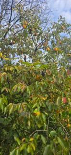 Sani's twins cottege - 7