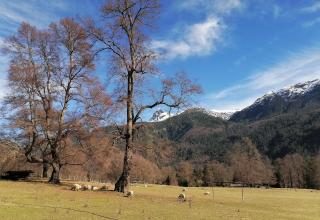 Cabaña Pocolpen - 9