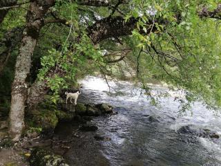 Cabaña Pocolpen - 7