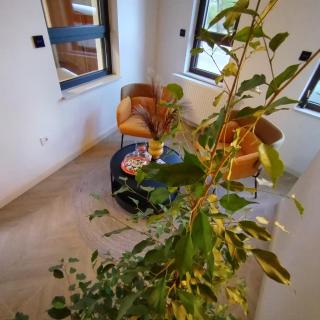 Vila Karlovčanka smeštaj u centru Sremskih Karlovaca - 0