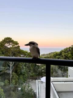 Coolum Beachfront Luxury for Family and Friends - 8
