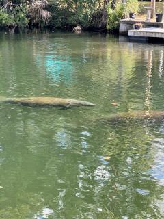 Wet Feet Retreat at Weeki Wachee, The Perfect Riverfront Escape - 8