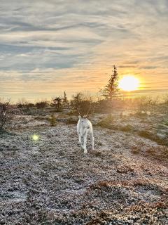 AURORA LAKE RUKA, sauna, lakeside - Lapland Villas - 7