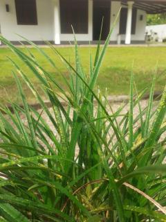 Cinnamon Vibe Family Resort - 7