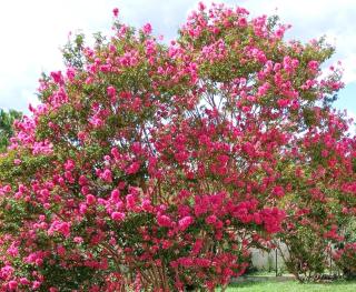 Chambre d'hôte l'Olivier - 0